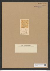 Pseudauliscus ornatus (Grev.) Rattr. (de-Toni-Nr.: Genus 172, Species 4431) Zeichnungen Sammlung Grunow Nr. 7990 (NHMW-BOT-W0377283)